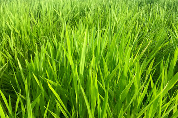 Fototapeta na wymiar Ruzi grass for feeding animal, Brachiaria ruziziensis