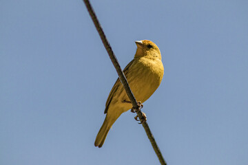 yellow and blue bird