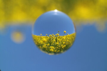 宙玉と菜の花
