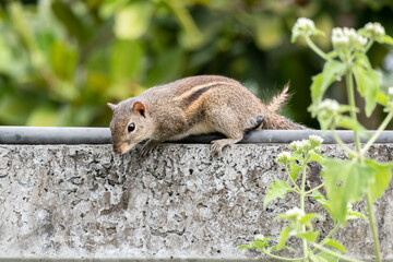 Squirrel on a concrete wall fence.