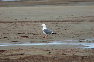 Heuglini's Gull (Larus heuglini) in Barents Sea coastal area, Russia