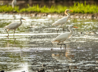 Bird in the rice field