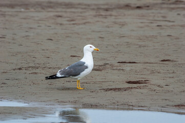 Heuglini's Gull (Larus heuglini) in Barents Sea coastal area, Russia