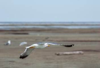 Heuglini's Gull (Larus heuglini) in Barents Sea coastal area, Russia