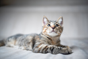 Portrait of a young striped gray kitten on a light background in the studio.
