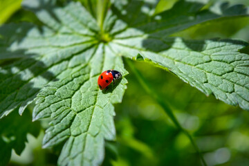 Ladybug sitting on a fresh green leaf. Ladybug on wet green leaf background.