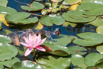 Pond Slider (Trachemys scripta) in park, Crimea