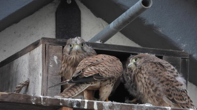 Turmfalken am Nistkasten auf Bauernhof in der Eifel