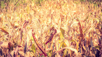 Dried Corn Field Background.