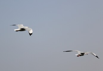 seagull flying in the sky