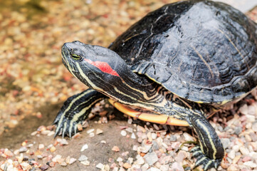 Fototapeta premium Pond Slider (Trachemys scripta) in park, Crimea