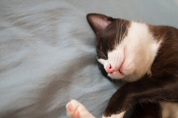 Little chocolate brown mask faced and pink nose kitten cat is sleeping on comfy bed