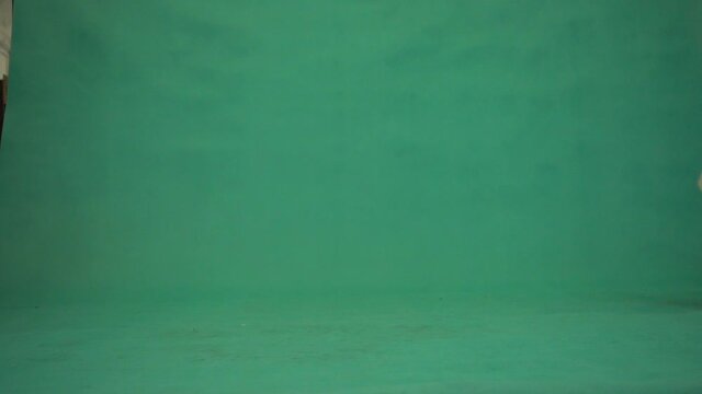 dog  crawling on a green screen. Welsh corgi training. Chroma key