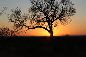 Fototapeta premium Kruger Park Sunset Tree