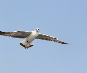 seagull on sky