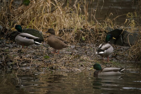 Group of Malers, dabbling ducks, Anas platyrhynchos at a river during winter season