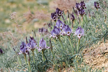 Arid Iris acutiloba in the foothills of Caucasus, Republic of Dagestan, Russia