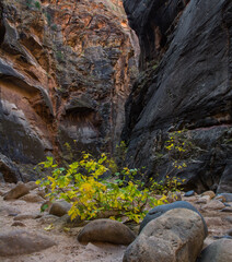 Liitle tree in the narrow of the Virgin River