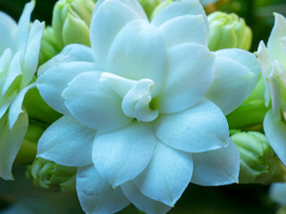 Fototapeta na wymiar Closeup of the pure white petals on a single flower of a Kalanchoe plant