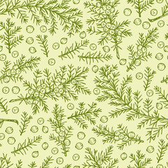 Medicinal plants Seamless pattern. Hand Drawn Juniper branch, Leaves and Berries. Alternative medicine. Biological additives are. Traditional herbal therapy. Vector illustration
