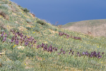 Arid Iris acutiloba in the foothills of Caucasus, Republic of Dagestan, Russia