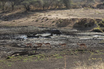 Kruger Park Mud hole
