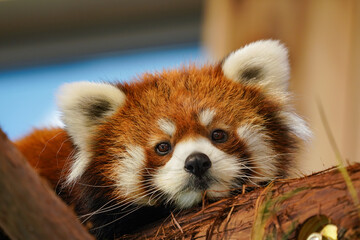 red panda