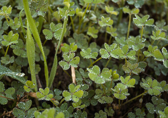 Lot of clovers with droplets close up.