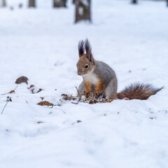 Squirrel hides nuts in the white snow