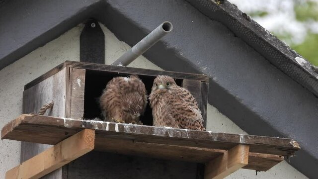 Turmfalken am Nistkasten auf Bauernhof in der Eifel
