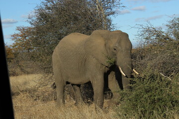 Obraz premium Kruger Park Elephant