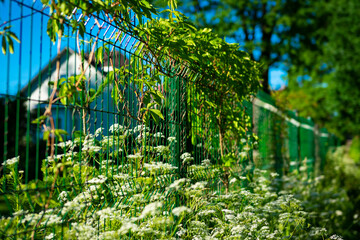 grass and fence