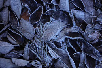 The edges of the leaves are covered with frost.