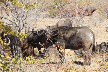 Kruger Park Buffalo 8
