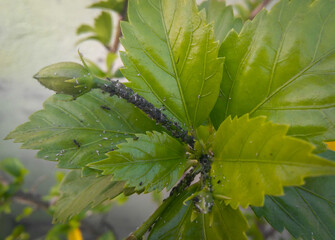 green caterpillar on a leaf, Closeup of small parasites, pests infected flowers in branch of green leaves plant growing in garden, nature photography, organic farming, floral gardening background