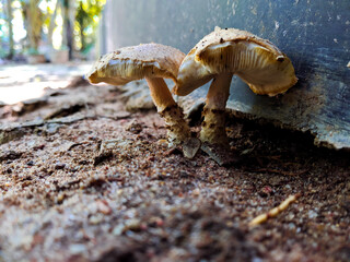 mushrooms on the ground