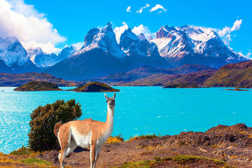 Magnificent guanaco grazes on the shore