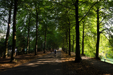 Fototapeta premium sun comming trough the leaves of the trees of the promenade in Münster with cyclists