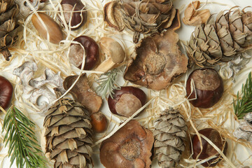 Autumn background with leaves, chestnuts, acorns, pine cones and fir branches, close up