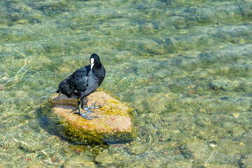 Coot (Fulica atra) - a small black waterfowl with a spot on its forehead, a family of shepherds, sits on a stone in a pond.