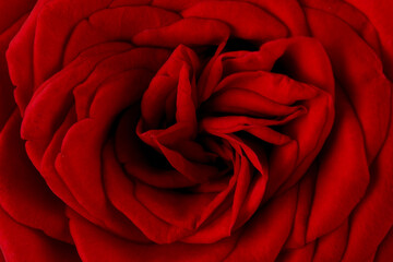 a closeup shoot of a red rose