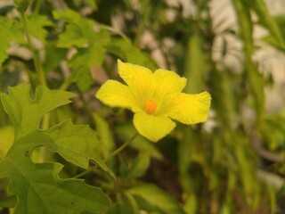 Yellow Small Flower in the sunlight