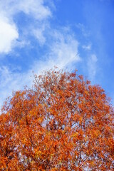 Colorful winter tree leaf in Florida
