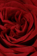a closeup shoot of a red rose