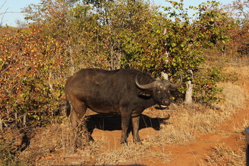 Fototapeta premium Kruger Park Buffalo