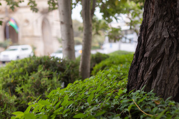 Photo of grass with a tree