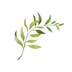 Watercolor illustration of a green leaves and flower. Hand made character. Leaf isolated on white background. Watercolor hand-drawn illustration. Tropical. 