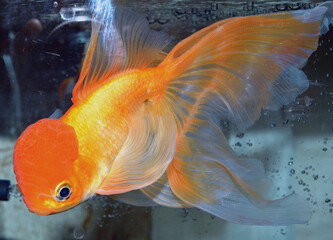 Photo with the image of a goldfish veiltail close-up in aquarium