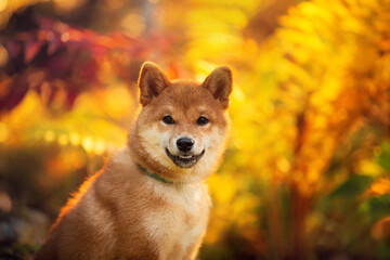 Beautiful and happy shiba inu puppy sitting in the fall forest at golden sunset. Cute Red shiba inu female puppy in autumn