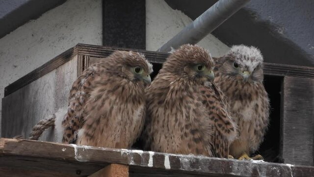 Turmfalken am Nistkasten auf Bauernhof in der Eifel